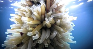 http://forskning.no/havforskning-oppdrett-sjodyr-marinbiologi-marin-teknologiBare se på denne vakre klasen med tarmsjøpung! /2013/06/haper-pa-drivstoff-og-fiskefor-fra