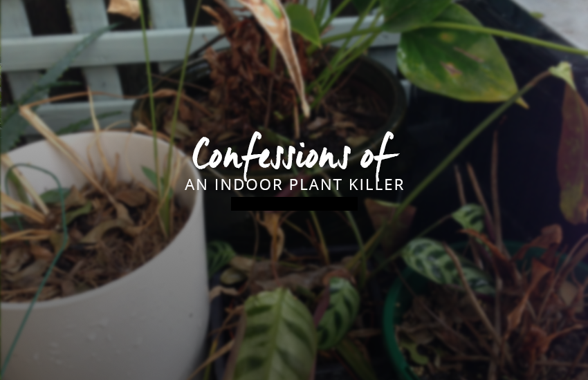 indoor-plant-killer