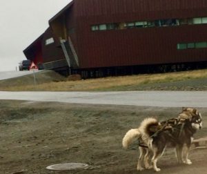 Alaska Malamute Neighbors, prepping for a run in Longyearbyen