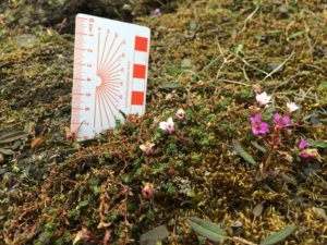 Saxifraga oppositifolia, Purple Mountain Saxifrage, Adventdalen