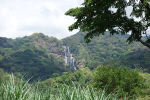 Tropical moist forest - Udzungwa mountains