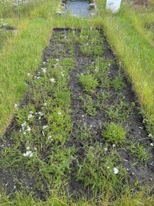 Restaureringsfelt, fylt med blomstrende ryllik fra forskjellige plasser i landet. Kan ikke ta æren for alt arbeidet